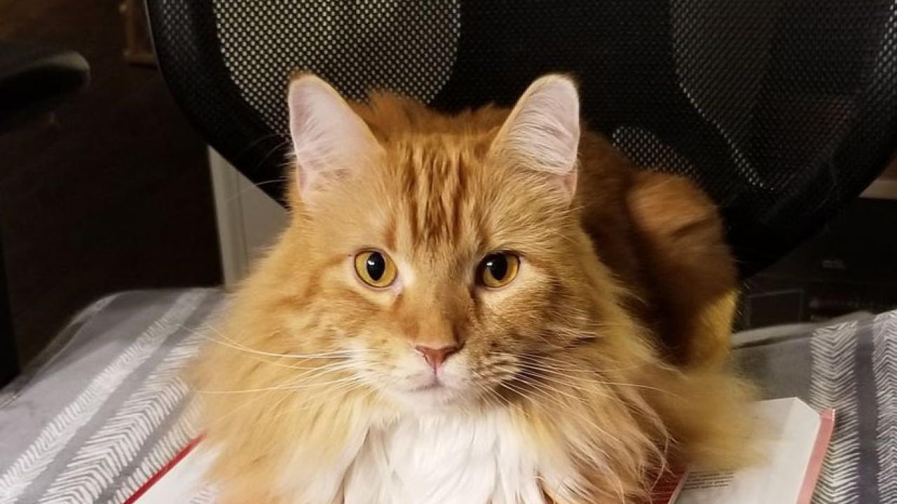 Personalized Medicine for Cats With Heart Disease School of